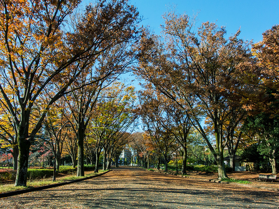 土地選びの「ものさし」- なぜ駒沢公園だったのか