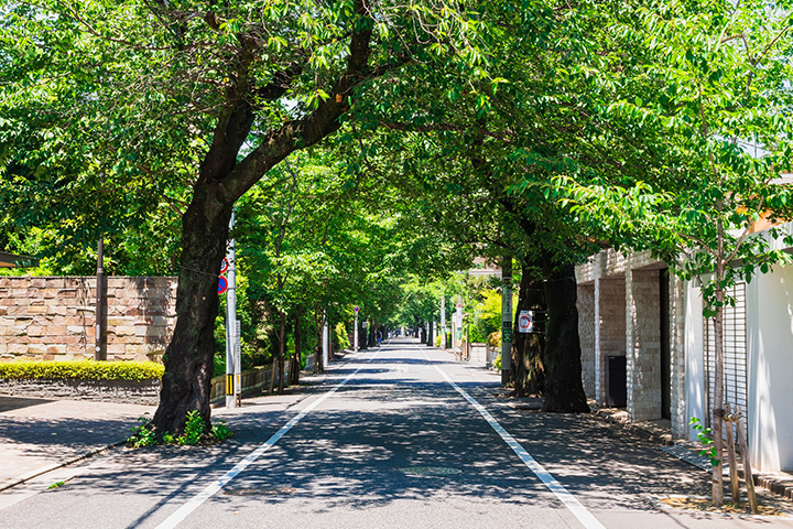 マレリッチ研究所とは？